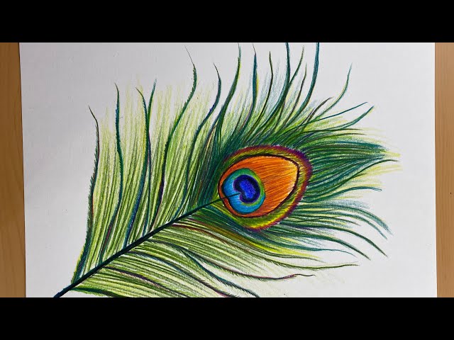 Related image | Feather drawing, Peacock feather drawing, Pencil sketch  images